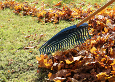 Garden Rake Rakes Maple Leaves Into Bunch In Close-up