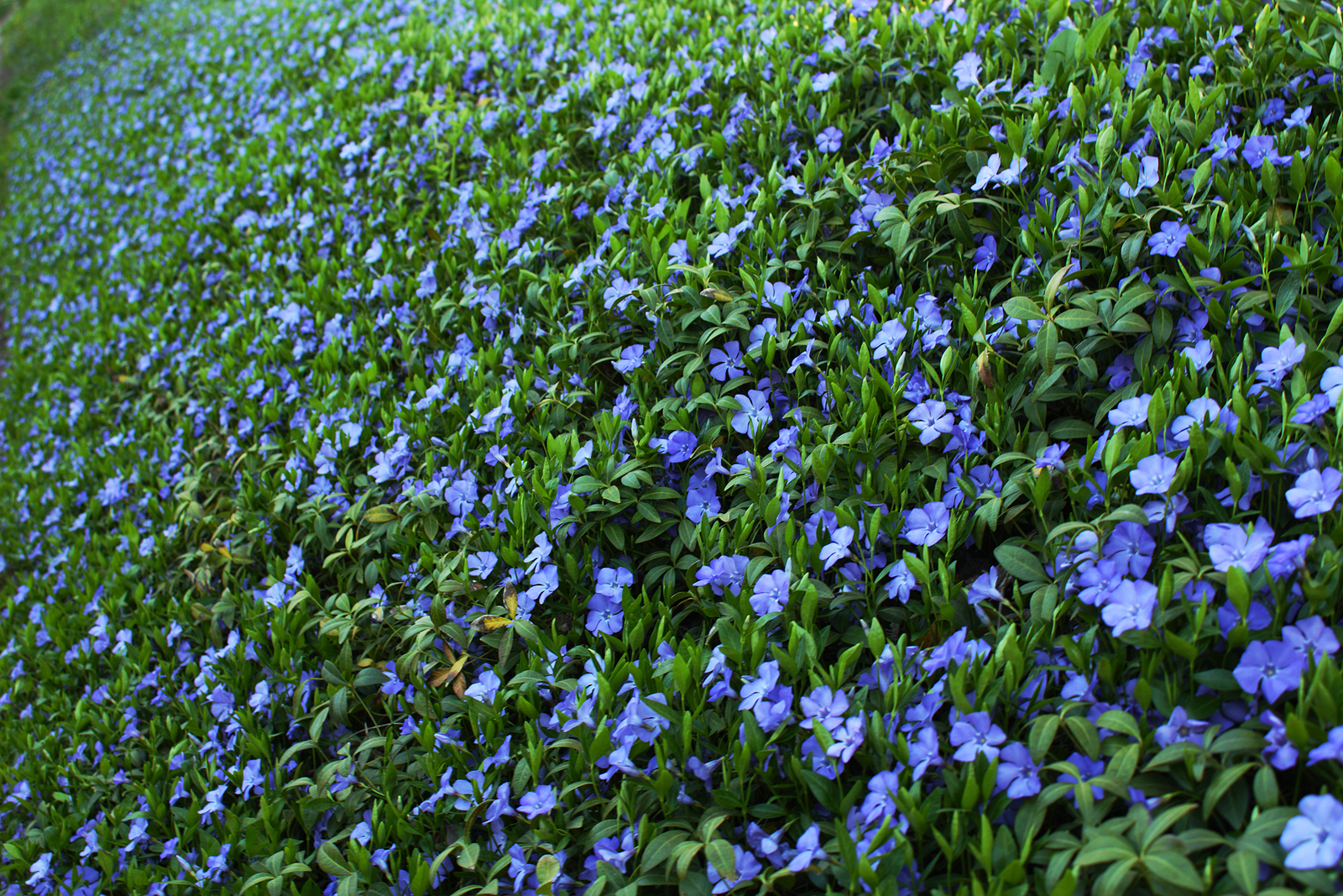 Close up image of a sloped landscape covered with with Vinca minor or periwinkle, a great option to prevent erosion as part of our erosion control services.